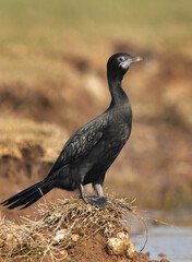 Little cormorant  perched on a mound at Bhigwan bird sanctuary, Maharashtra