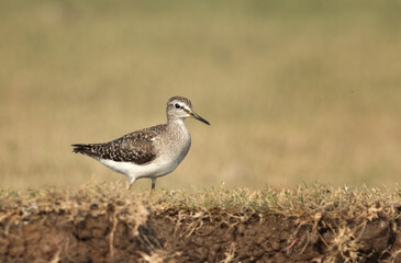 Portrait of a Wood sandpiper at Bhigwan bird sanctuary Maharashtra