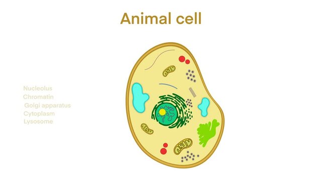 animal cell anatomy, biological animal cell with organelles cross section, Animal cell with placed text annotations to all organelles, Animal cell structure. Educational material