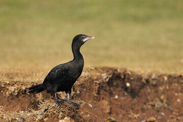   Closeup of a Little cormorant at Bhigwan bird sanctuary, Maharashtra