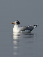 Great black-headed gull swimming with reflection on water at Bhigwan bird sanctuary, India