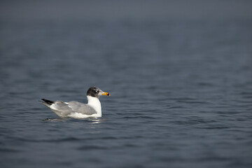 Great black-headed gull at Bhigwan bird sanctuary, India
