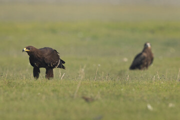 Selective focus on Greater spotted eagle percehd on ground and a kite at the backdrop at Bhigwan bird sanctuary, Maharashtra