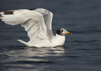 Great black-headed gull takeoff at Bhigwan bird sanctuary, India