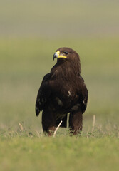 Closeup of a Greater spotted eagle percehd on ground at Bhigwan bird sanctuary, Maharashtra