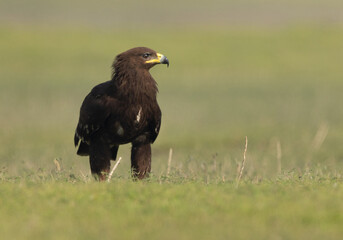 Portrait of a Greater spotted eagle, Bhigwan bird sanctuary, Maharashtra
