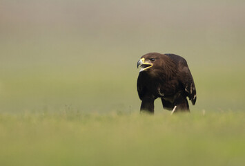 Greater spotted eagle percehd on ground at Bhigwan bird sanctuary, Maharashtra