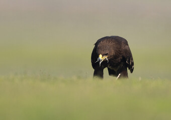 Greater spotted eagle feeding at Bhigwan bird sanctuary, Maharashtra