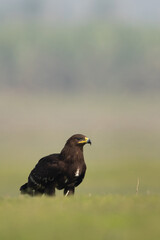 Greater spotted eagle at Bhigwan bird sanctuary, Maharashtra
