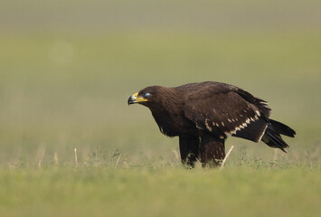 A Greater spotted eagle with closed nictitating eyelid at Bhigwan bird sanctuary, Maharashtra