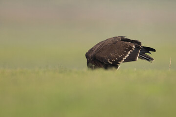 Greater spotted eagle feeding at Bhigwan bird sanctuary, Maharashtra