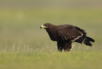 Portrait of a Greater spotted eagle, Bhigwan bird sanctuary, Maharashtra