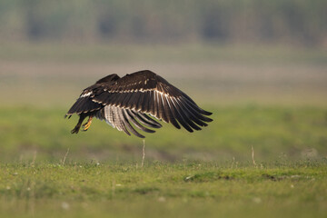 Greater spotted eagle flying at Bhigwan bird sanctuary, Maharashtra