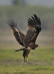 Greater spotted eagle takeoff at Bhigwan bird sanctuary, Maharashtra