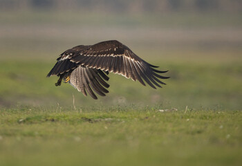 Greater spotted eagle takeoff at Bhigwan bird sanctuary, Maharashtra