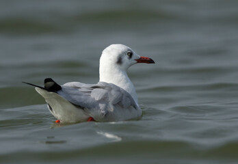 Brown-headed gull swimming at Bhigwan bird sanctuary, India