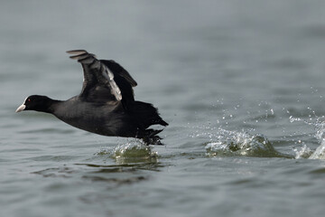 Eurasian coot takeoff at Bhigwan bird sanctuary, Maharashtra, India