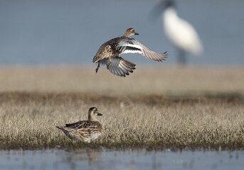 Garganey takeoff at Bhigwan bird sanctuary, India