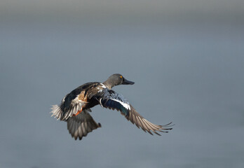 Northern Shoveler flying  at Bhigwan bird sanctuary, India