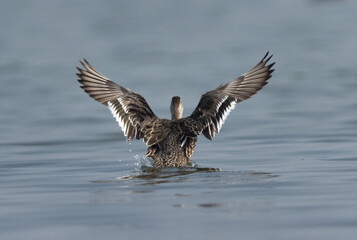 Garganey takeoff at Bhigwan bird sanctuary, India