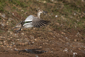 A Garganey takeoff at Bhigwan bird sanctuary, India