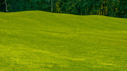 field with green grass for background .landscape with green grass for background