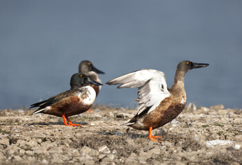 Selective focus on a Northern Shoveler at the back, Bhigwan bird sanctuary, India