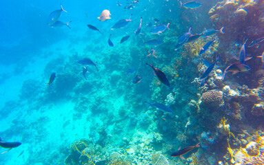 beautiful background with coral reef and fish in the red sea in egypt sharm el sheikh