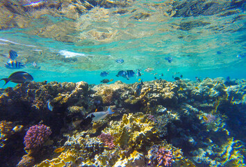 beautiful background with coral reef and fish in the red sea in egypt sharm el sheikh