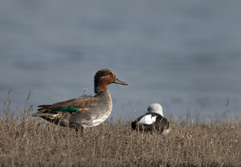 A portrait of a Eurasian teal at Bhigwan bird sanctuary, India