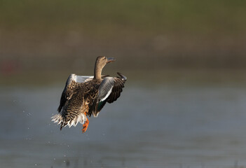 Northern Shoveler takeoff at Bhigwan bird sanctuary, India