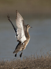 Garganey takeoff at Bhigwan bird sanctuary, India