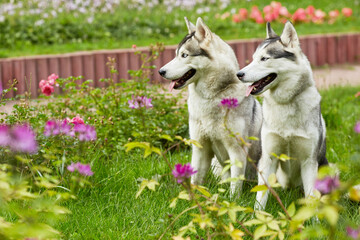 Two husky dogs sit on green grassy lawn in summer park