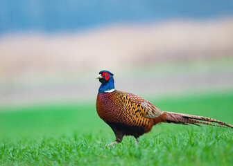 Ringneck Pheasant (Phasianus colchicus) male