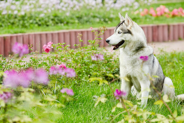 Husky dog sit on green grassy lawn in summer park