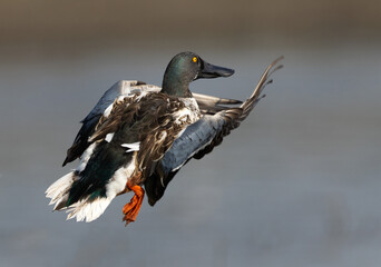 Closure look of a Northern Shoveler takeoff at Bhigwan bird sanctuary, India
