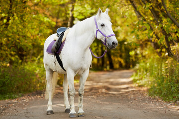 Obraz na płótnie Canvas White bridled horse with saddle walks by alley in park