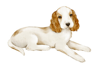 The dog is an English Cocker spaniel. A medium-sized hunting dog. A cute hand-drawn pet. Watercolor illustration on a white background. Isolated clipart for packaging design, postcards