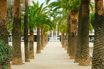 palm trees park alley, sandy road