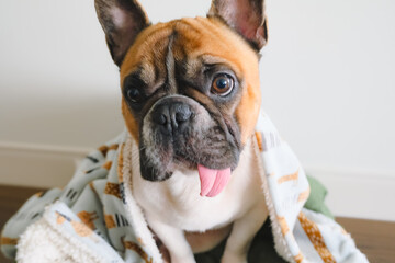 french bulldog with a long tongue sitting under blanket