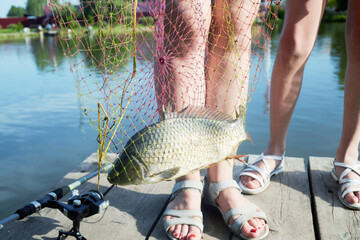 Carp in the landing net against female legs at wooden platform for fishing at pond bank