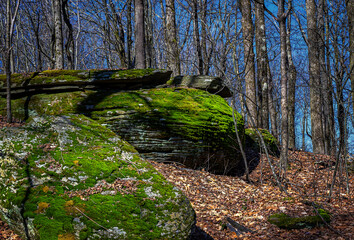 Still Winter here in Upstate NY, but the weather is warm and the woods are turning Bright Green....