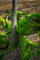 Still Winter here in Upstate NY, but the weather is warm and the woods are turning Bright Green.  Deep Green Moss grows on the Boulders at Chittenango Falls State Park in Cazenovia, NY.