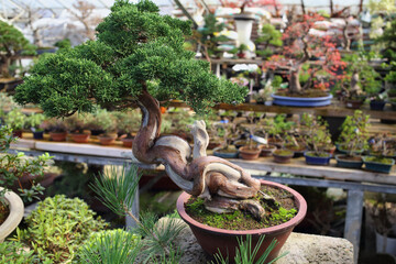 Chinese juniper bonsai with tilting barreled in a pot