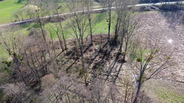 Drohne fliegt &uuml;ber vielf&auml;ltiges Feuchtgebiet mit Pappeln, Erlen, Schilf und T&uuml;mpeln, Luftaufnahme