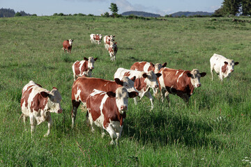 Fototapeta na wymiar A group of brown and white cows approaching the camera in a field of green grass in France