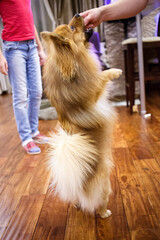 red pomeranian standing on hind legs to get to the goodies in hostess hand