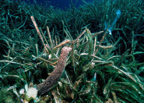 Sea cucumber (Holothuria tubulosa) while expelling the spermatic fluid outside. Chief Hunting Officer. Alghero, Sardinia