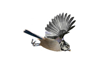 Bridled Titmouse (Baeolophus wollweberi) High Resolution Photo, in Flight, on a Transparent Isolated PNG Background - 751620193