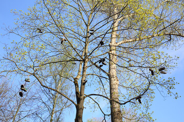 Tall trees with abandoned shoes on the branches in spring